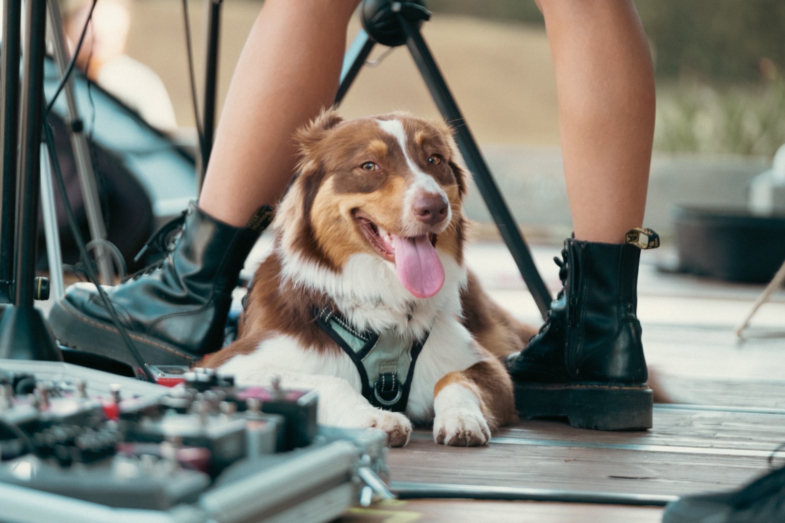 Un cane sul palco tra i pedali